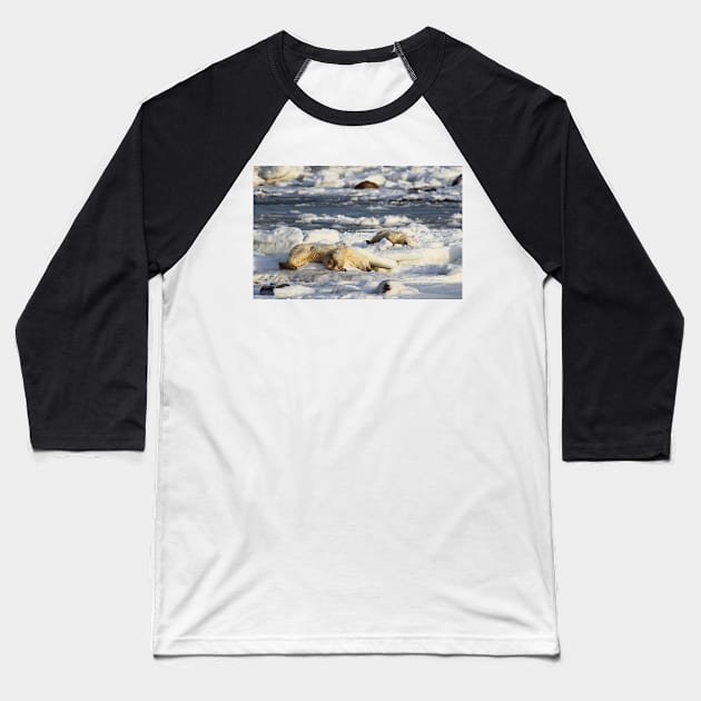 Polar Bear Mother & Cub Grooming Baseball T-Shirt by Carole-Anne